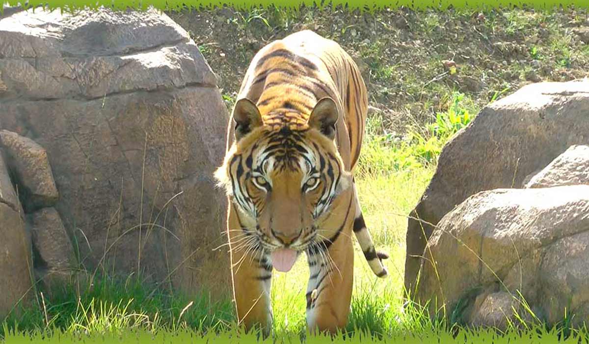 Promotional video for Hamerton Zoo Park